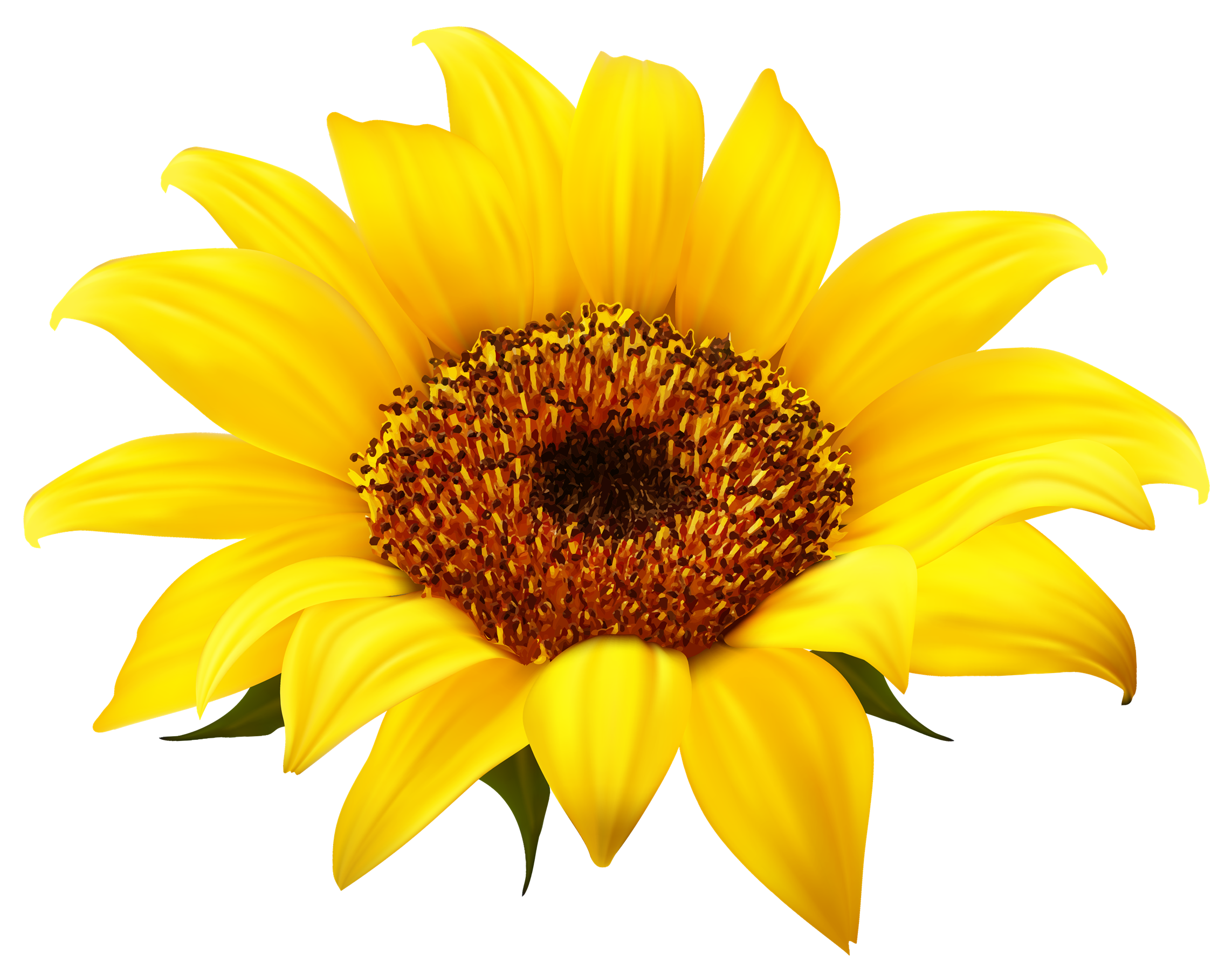 Sunflower Png Clipart - Sunflower, Transparent background PNG HD thumbnail