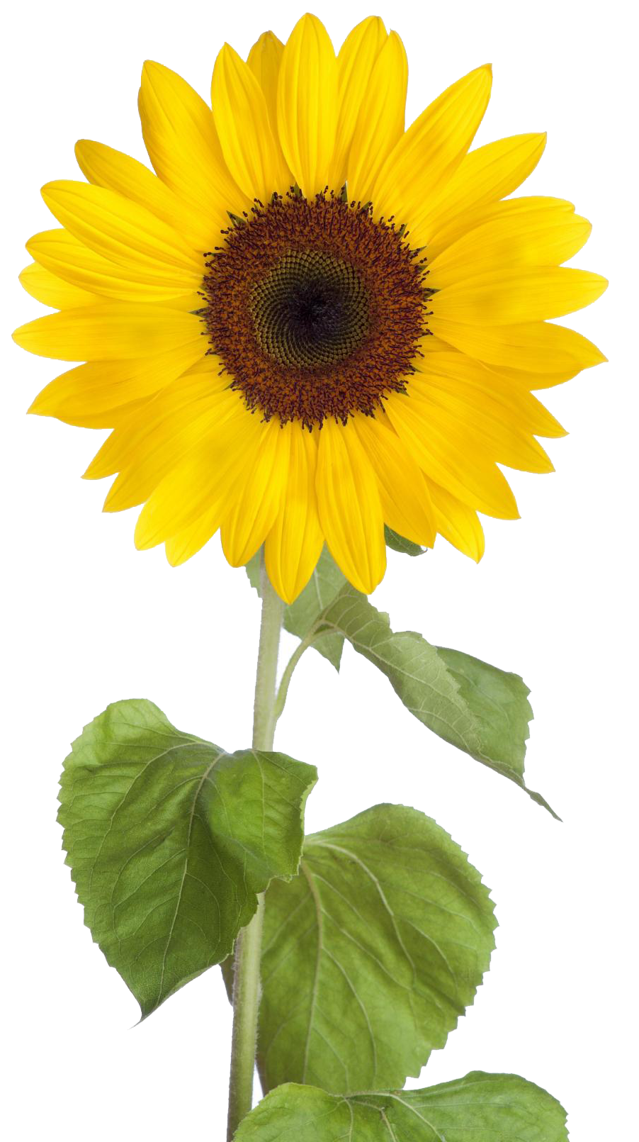 Sunflower Png Free Download - Sunflower, Transparent background PNG HD thumbnail