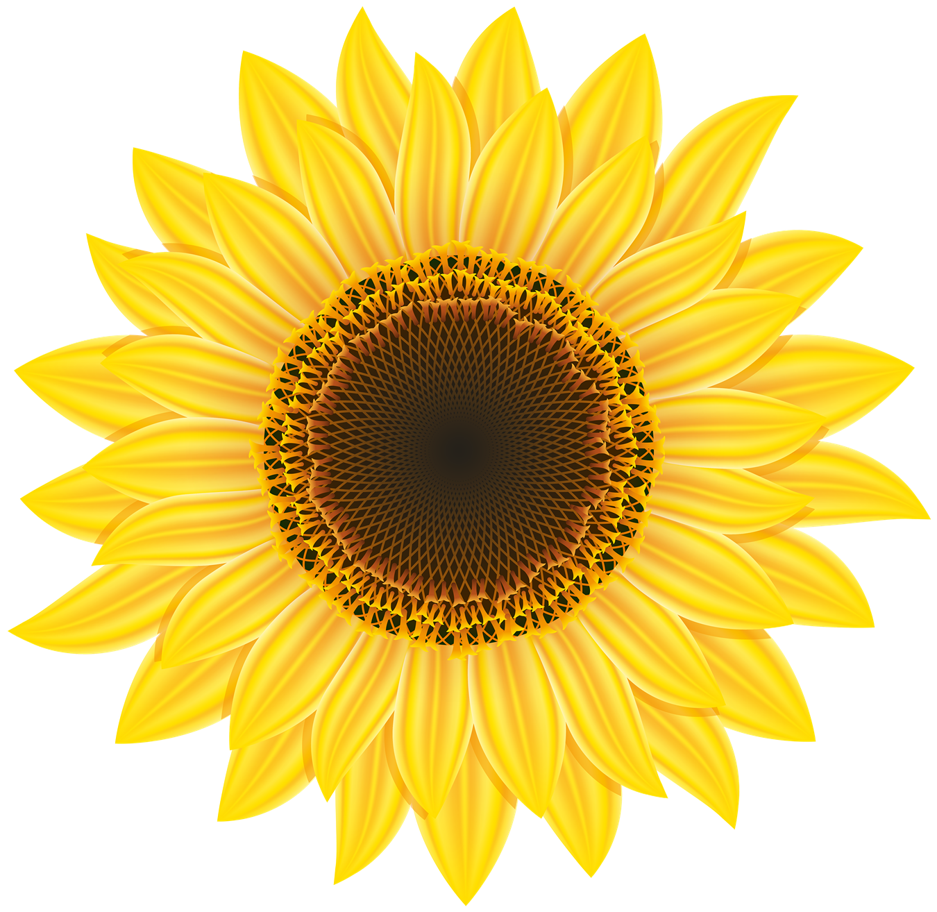 Sunflower Png Image - Sunflower, Transparent background PNG HD thumbnail