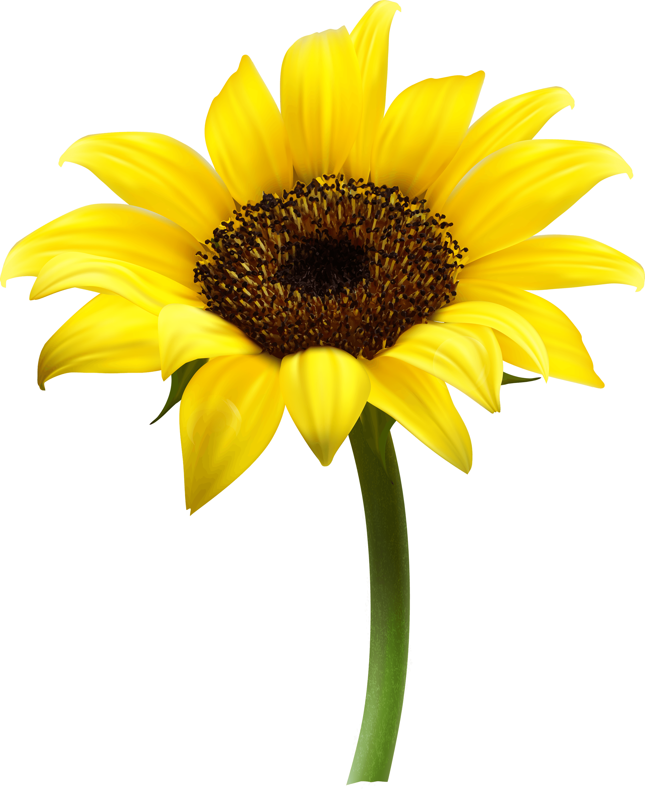 Sunflower Single - Sunflower, Transparent background PNG HD thumbnail