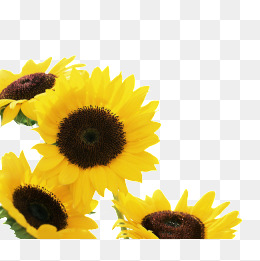 Sunflower, Sunflower, Flower, Sunflower Png Image - Sunflower, Transparent background PNG HD thumbnail
