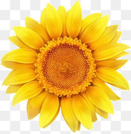 Sunflower, Sunflower, Sunflower, Yellow Flowers Png Image - Sunflower, Transparent background PNG HD thumbnail