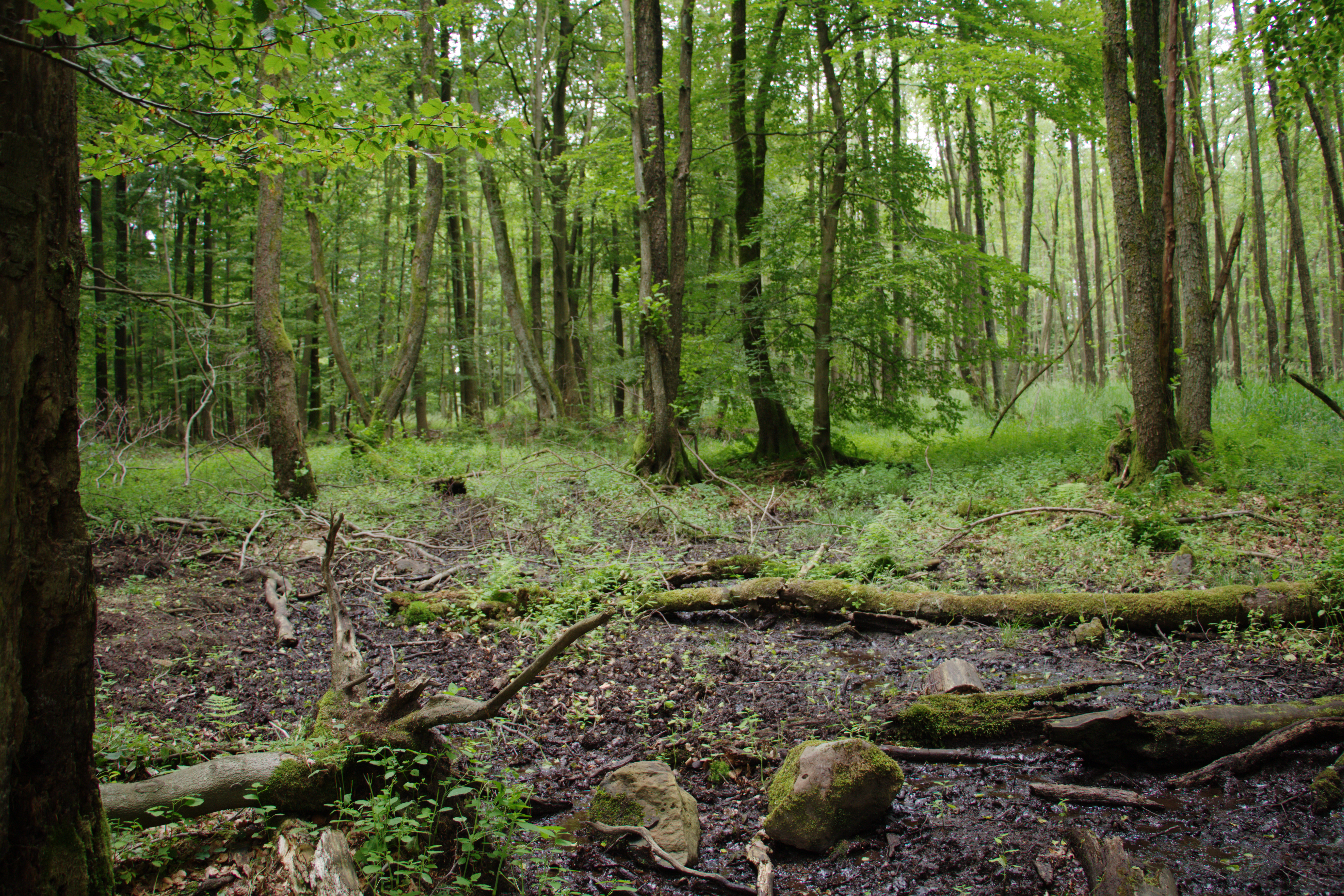 File:hoher Vogelsberg Wannersbruch Nr 319289 Alnus Glutinosa Coarse Woody Debris Swamp River Source. - Swamp, Transparent background PNG HD thumbnail