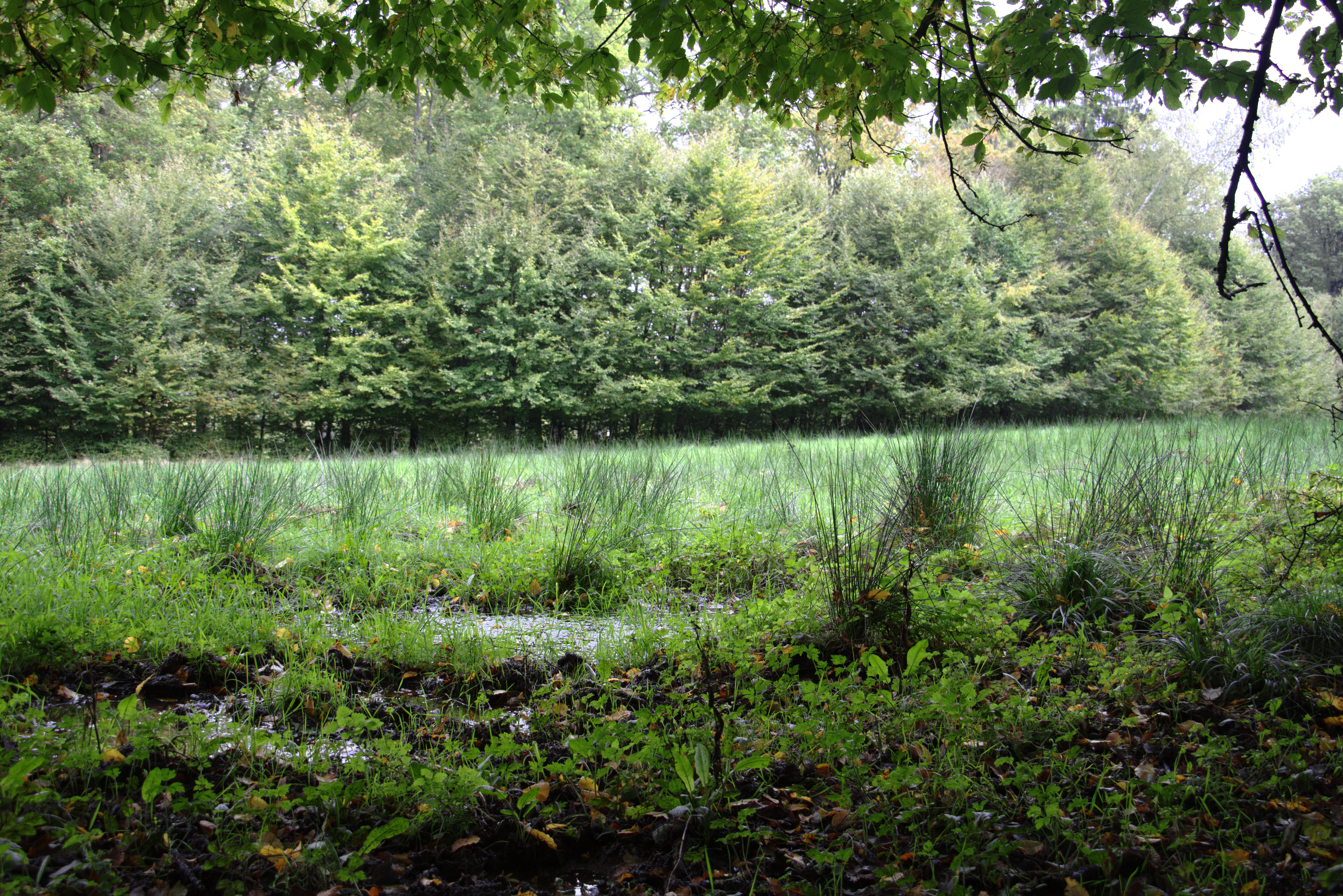File:hosenfeld Himmelsberg Sci 555520801 Pasture Fagus Swamp River Source. Png - Swamp, Transparent background PNG HD thumbnail
