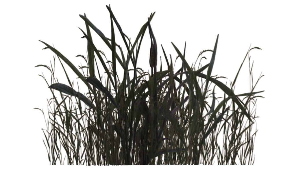 Swamp Grass 01 By Wolverine041269 Hdpng.com  - Swamp, Transparent background PNG HD thumbnail