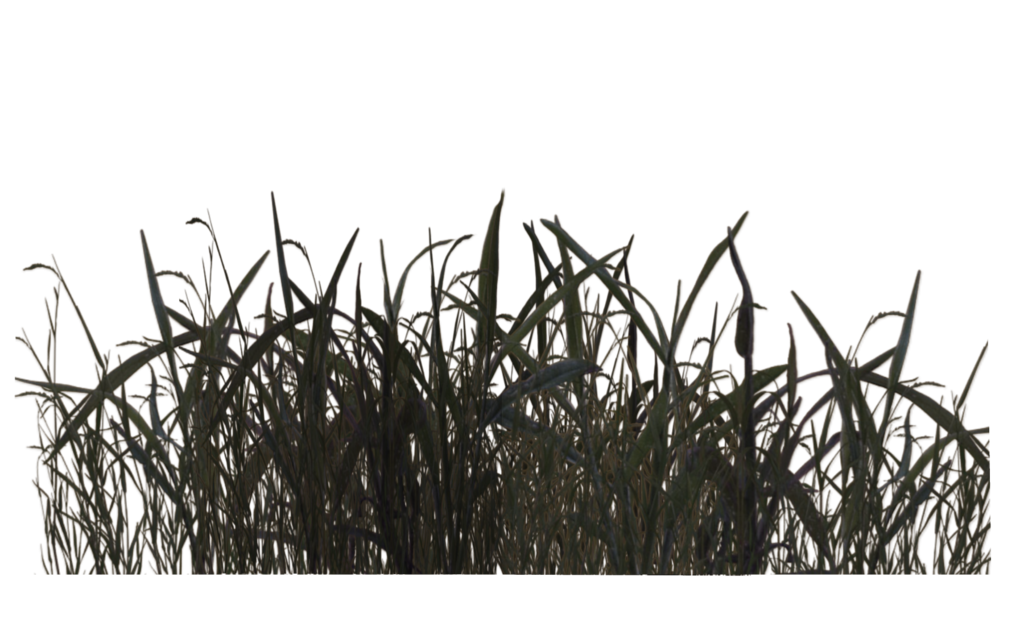 Swamp Grass 02 By Wolverine041269 Hdpng.com  - Swamp, Transparent background PNG HD thumbnail