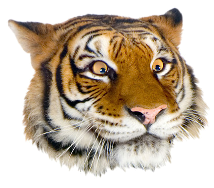 Png Tiger Face - Grft Suggestive Face.png, Transparent background PNG HD thumbnail