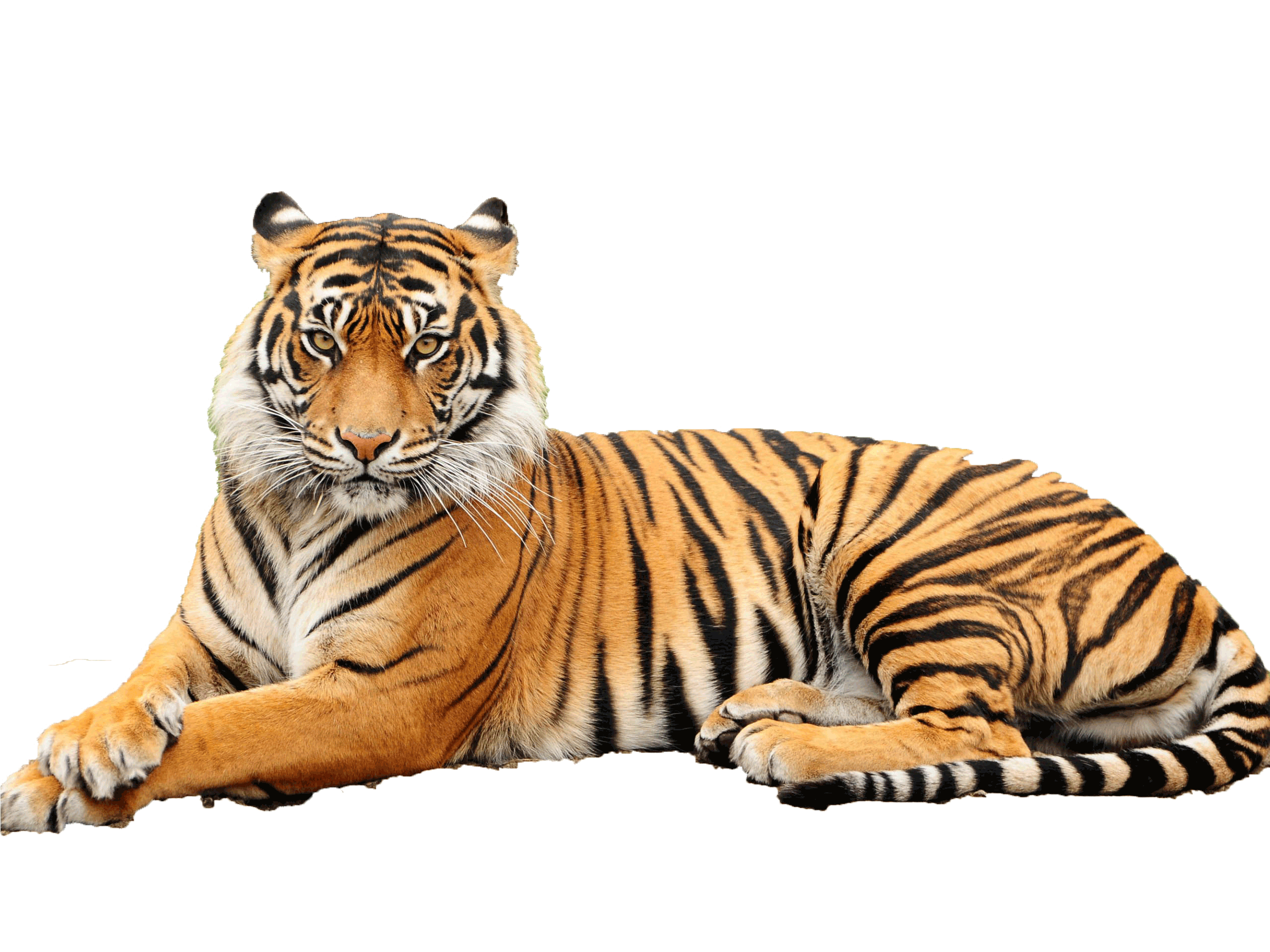 Tiger Png Pictures Image #39177 - Tiger Face, Transparent background PNG HD thumbnail
