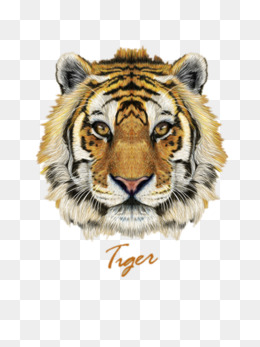 Front face tiger PNG photo