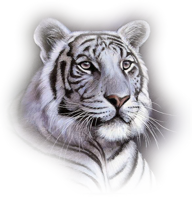 Png Tiger Face - Wht Tiger Face.png, Transparent background PNG HD thumbnail