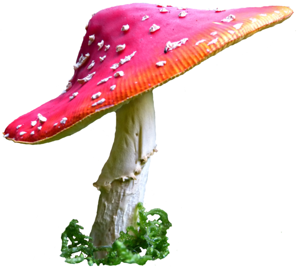 Mushroom 5 Stock By Astoko - Toadstool, Transparent background PNG HD thumbnail