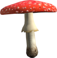 Toadstool Mushroom. Amanita.png - Toadstool, Transparent background PNG HD thumbnail