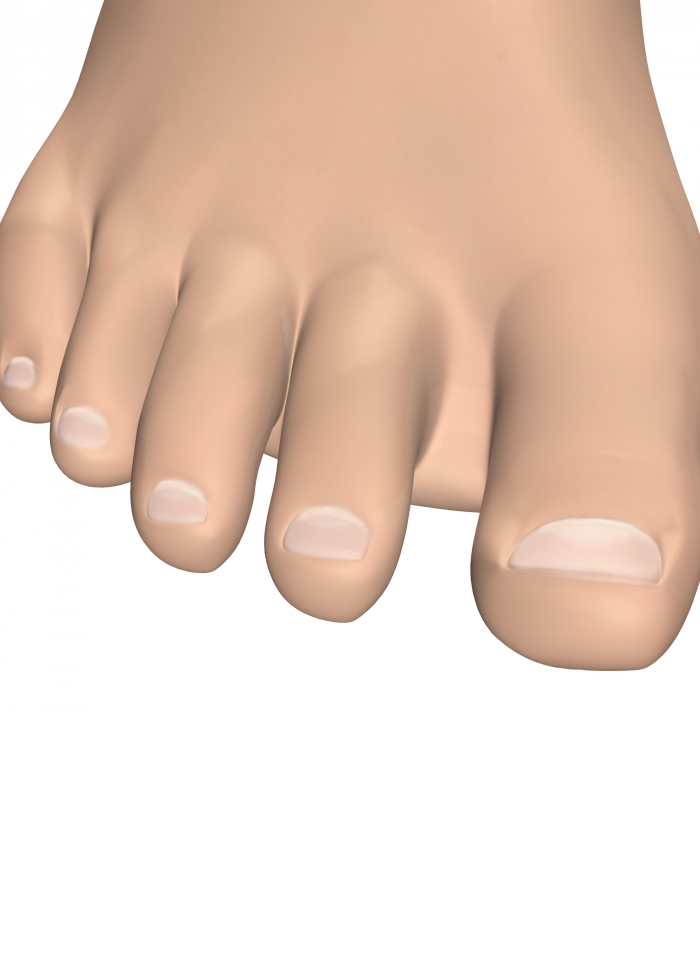 Innerbody - Toe, Transparent background PNG HD thumbnail