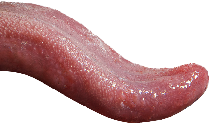 Tongue Png Picture - Tongue, Transparent background PNG HD thumbnail