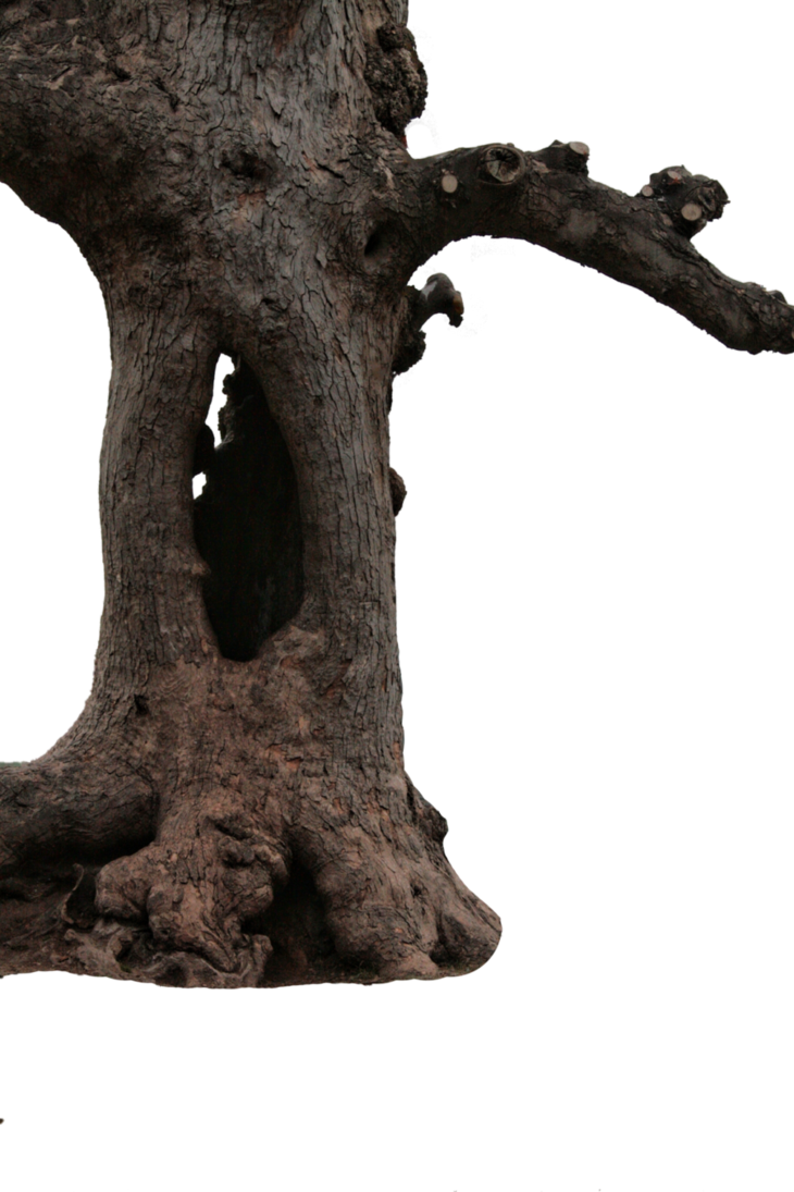 Tree trunk by blumilein PlusP