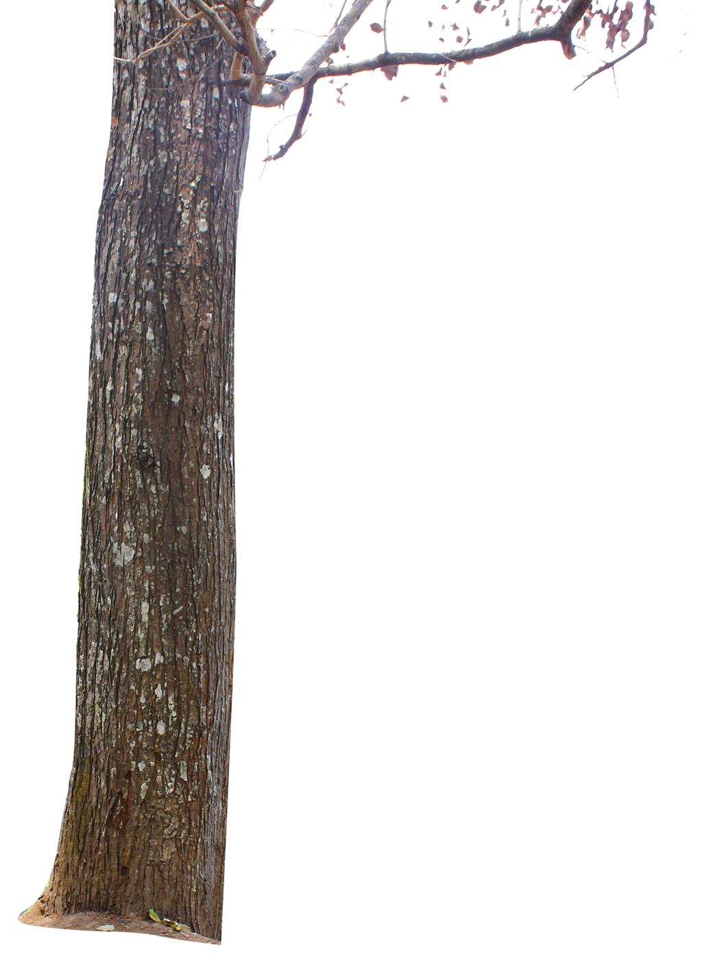 hollow tree trunk png by came