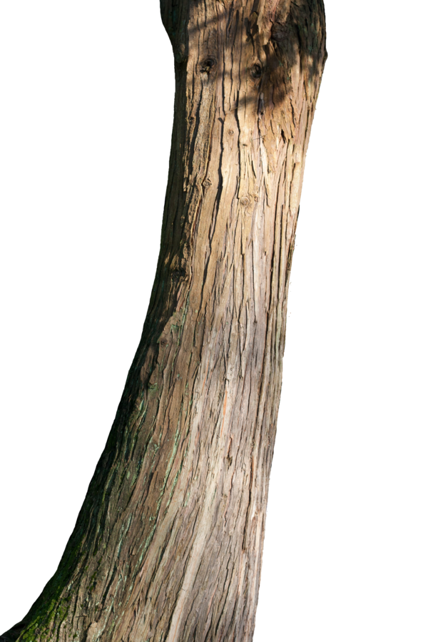 Tree trunk PNG by Nitwitbrit 