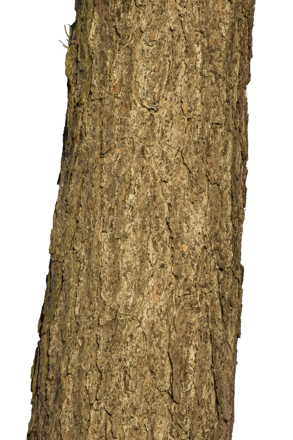 Tree Trunk By Luguerdxis Tree Trunk By Luguerdxis - Tree Trunk, Transparent background PNG HD thumbnail