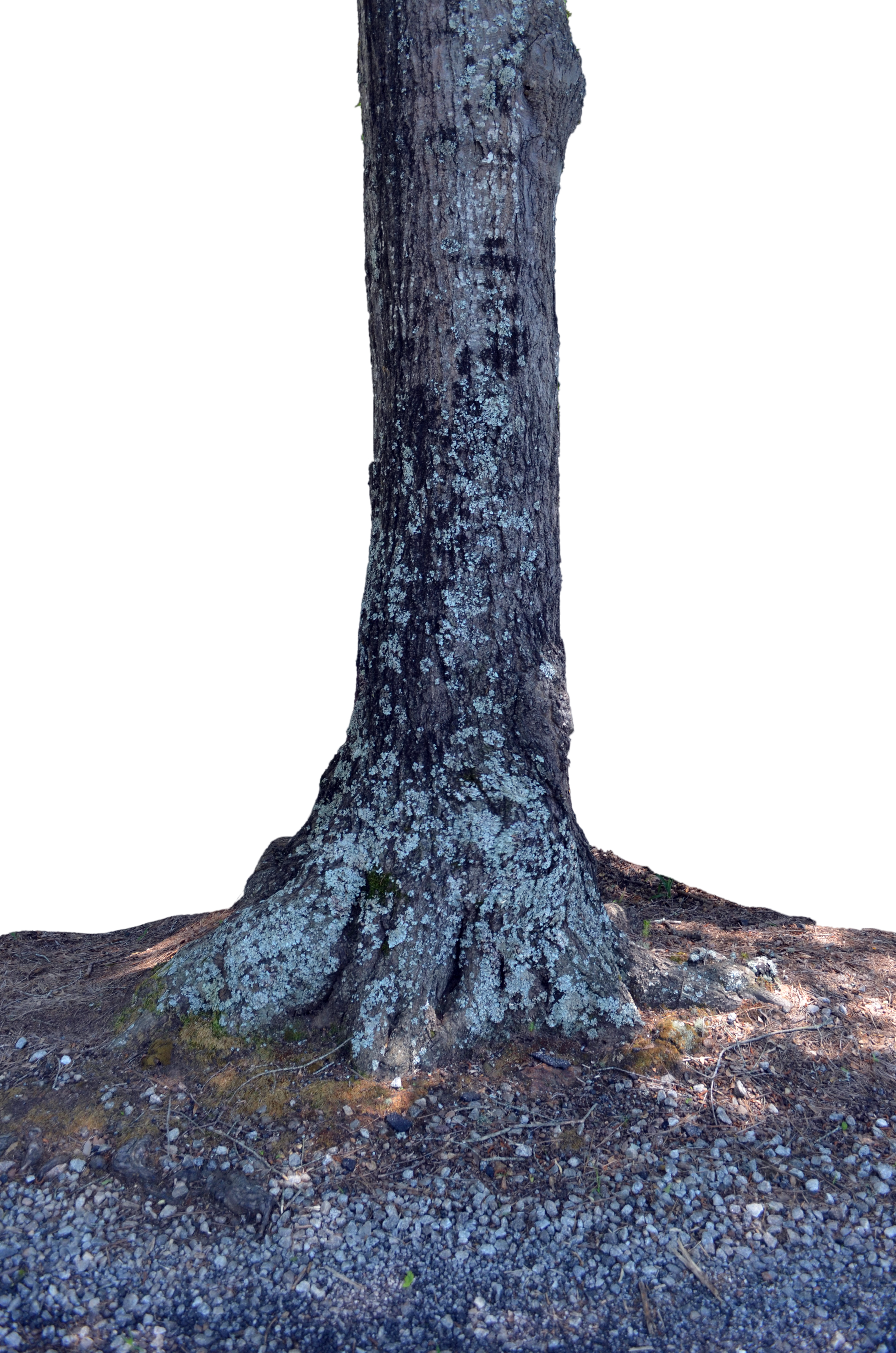 . Hdpng.com Tree Trunk Png Stock Photo 0084 By Annamae22 - Tree Trunk, Transparent background PNG HD thumbnail