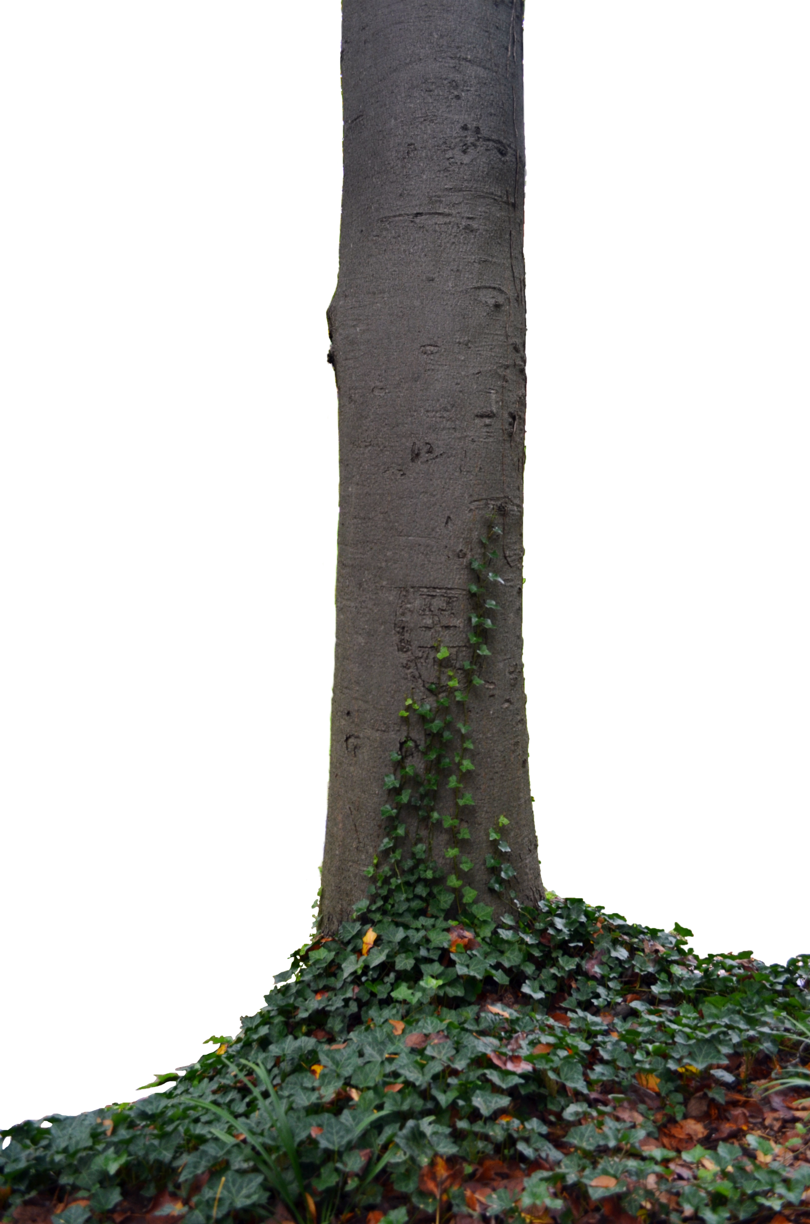 . Hdpng.com Tree Trunk With Ivy Stock Photo Tall Dsc 0140 Png By Annamae22 - Tree Trunk, Transparent background PNG HD thumbnail