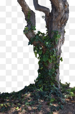 Tree Stump I by SuicideOmen