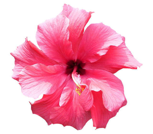 Free Photo: Hibiscus, Pink, Tropical, Flower   Free Image On Pixabay   318982 - Tropical Flowers, Transparent background PNG HD thumbnail