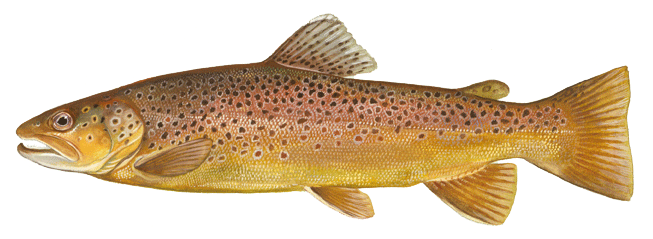 Brown Trout   A Bak And Sides Are Marked With Olive Brown To Black Spots. - Trout, Transparent background PNG HD thumbnail