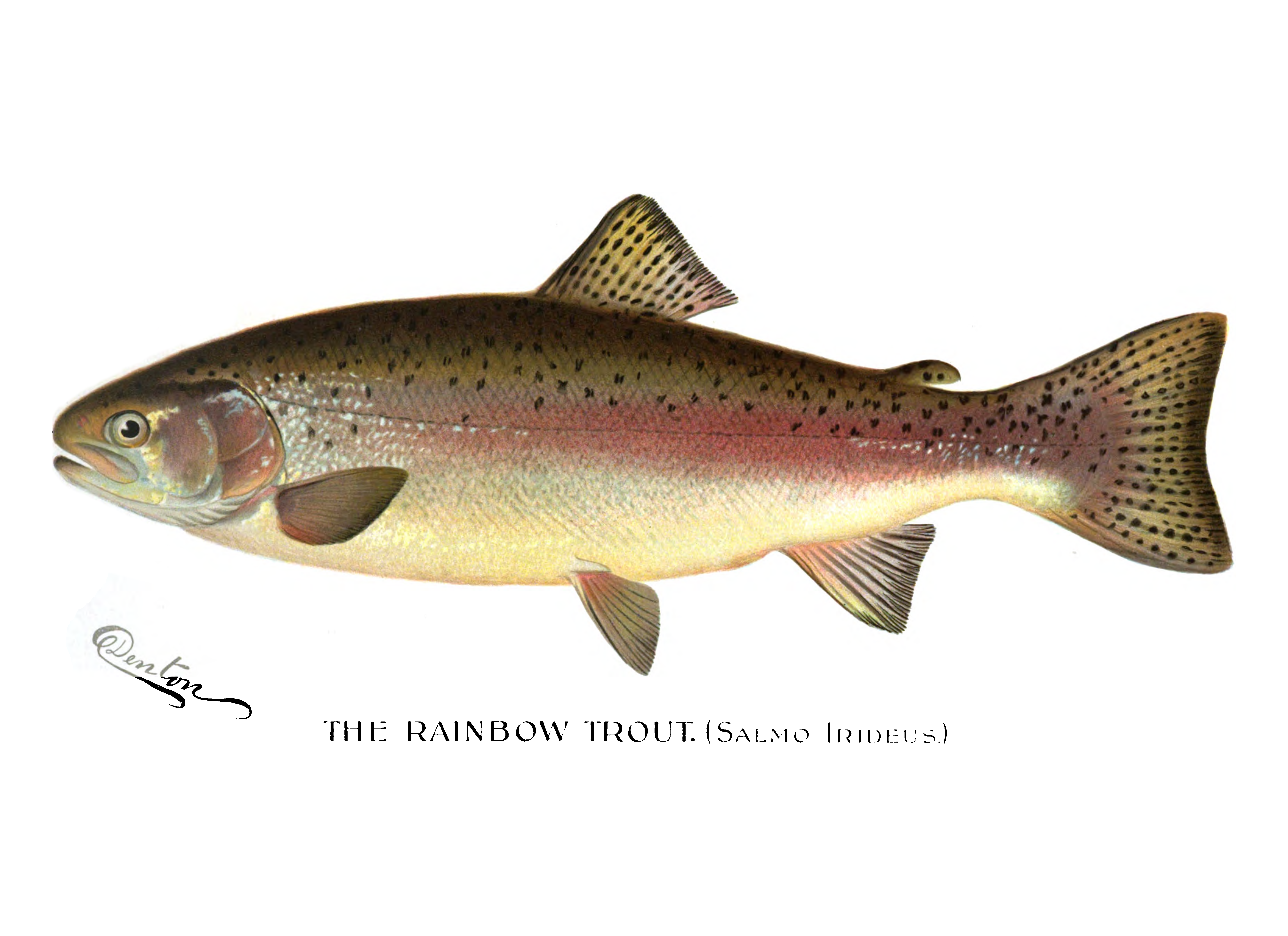 File:denton Rainbow Trout 1896.png - Trout, Transparent background PNG HD thumbnail