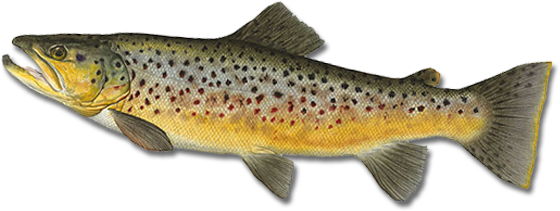 For Trout And Small Mouth Bass. - Trout, Transparent background PNG HD thumbnail