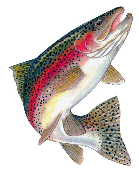 Pin Trout Clipart Rainbow Trout #14 - Trout, Transparent background PNG HD thumbnail