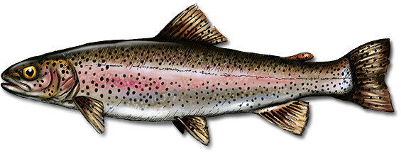 Rainbow Trout (Oncorhynchus Mykiss) - Trout, Transparent background PNG HD thumbnail