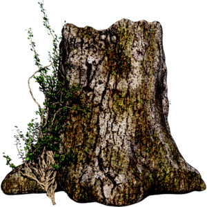 Sd Mgh Old Tree Trunk.png - Trunk, Transparent background PNG HD thumbnail