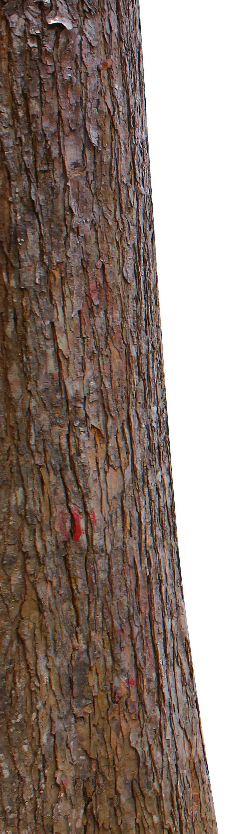 Tree Trunk By Andhikazanuar Tree Trunk By Andhikazanuar - Trunk, Transparent background PNG HD thumbnail