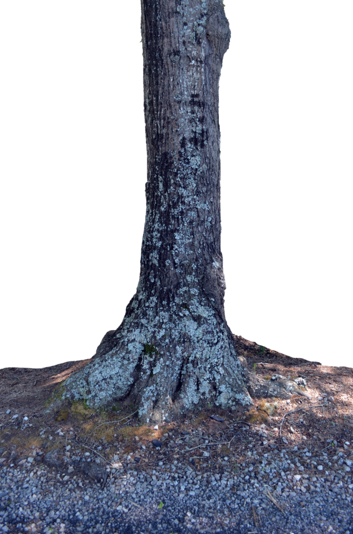 Tree Trunk Png Stock Photo 0084 By Annamae22 Hdpng.com  - Trunk, Transparent background PNG HD thumbnail