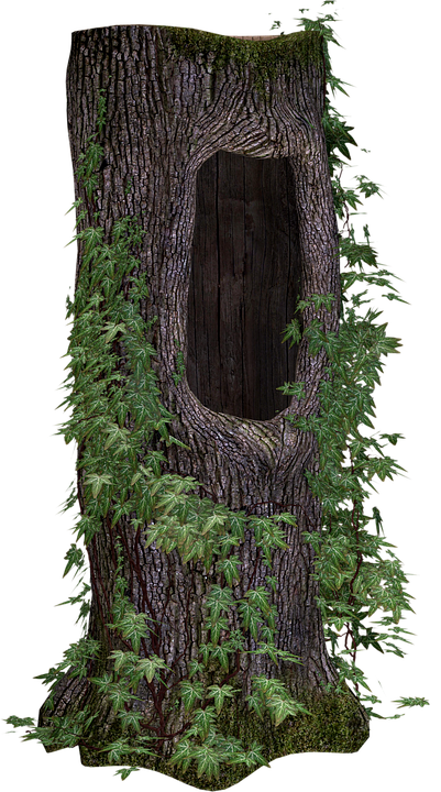 Tree Trunk, Tree, Ivy, Trunk, Nature, Forest, Natural - Trunk, Transparent background PNG HD thumbnail
