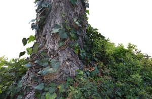 Tree Trunk With Ivy Png Stock Photo 0721 Rework By Annamae22 - Trunk, Transparent background PNG HD thumbnail