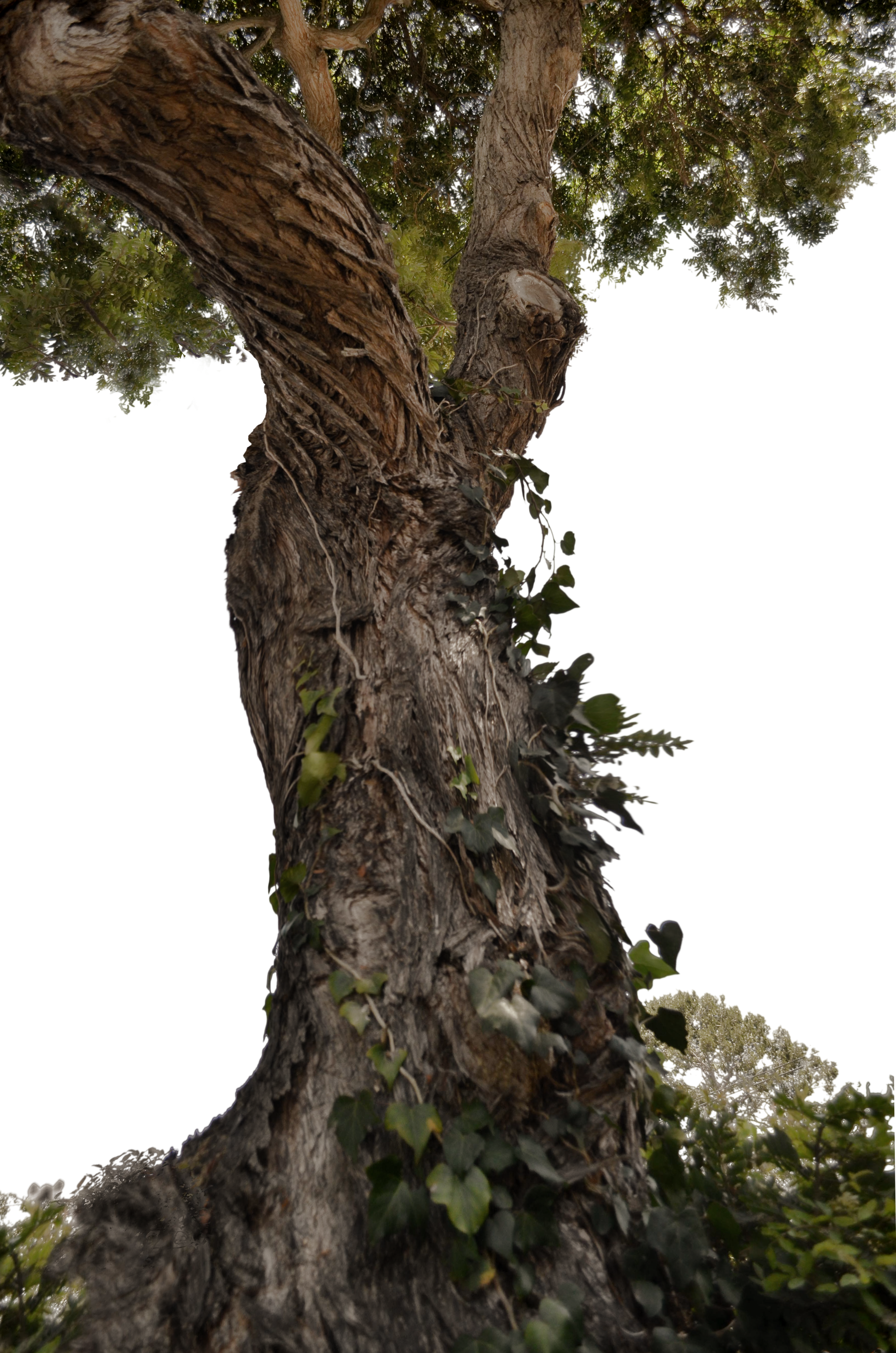 . Hdpng.com Twisted Tree With Ivy Stock Photo 0716 Png By Annamae22 - Trunk, Transparent background PNG HD thumbnail