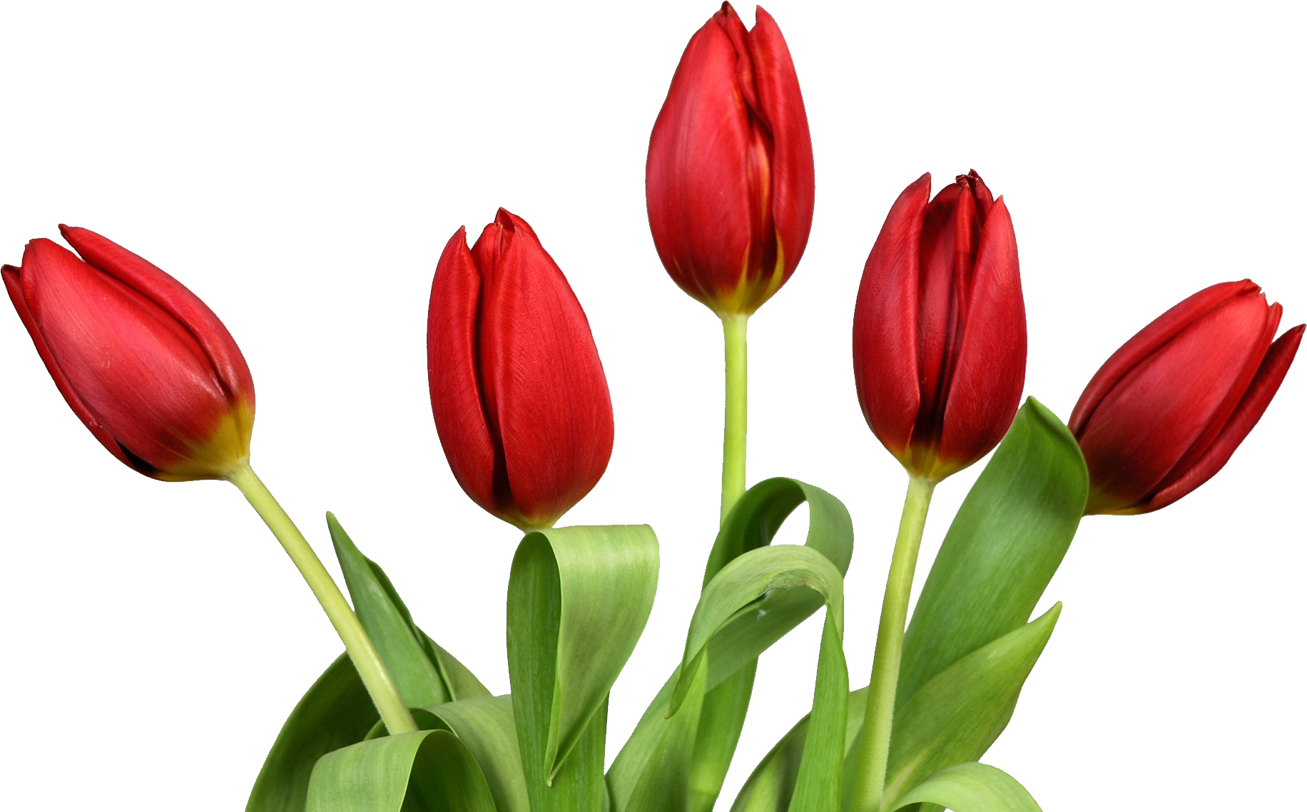PNG Tulips Free - . PlusTulip