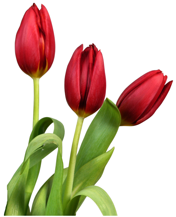 PNG Tulips Free-PlusPNG.com-6