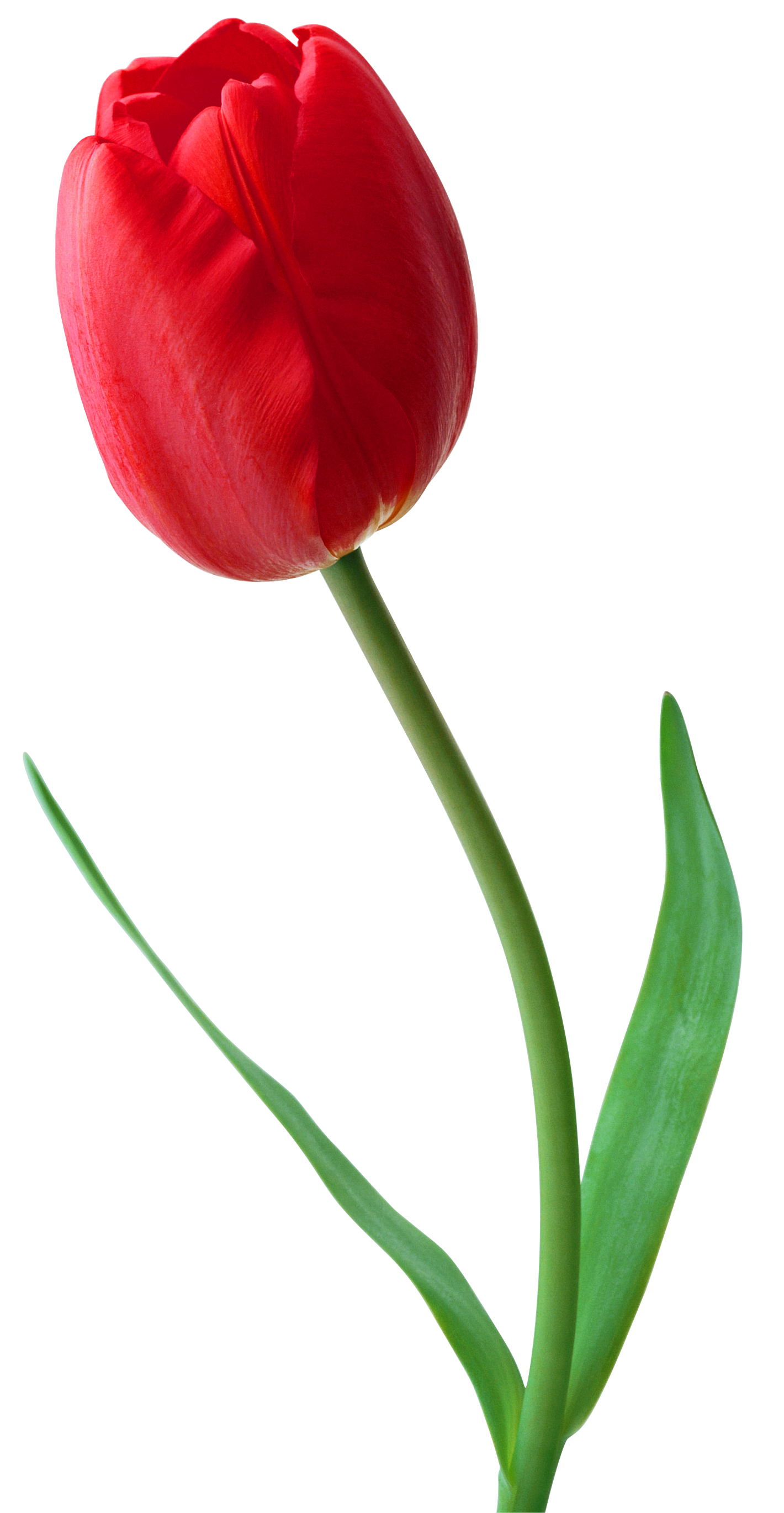 Yellow tulip PNG image
