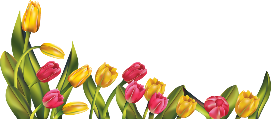 PNG Tulips Free-PlusPNG.com-6