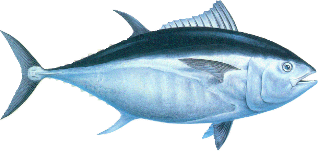 Bluefin Tuna Thunnus Thynnus - Tuna, Transparent background PNG HD thumbnail