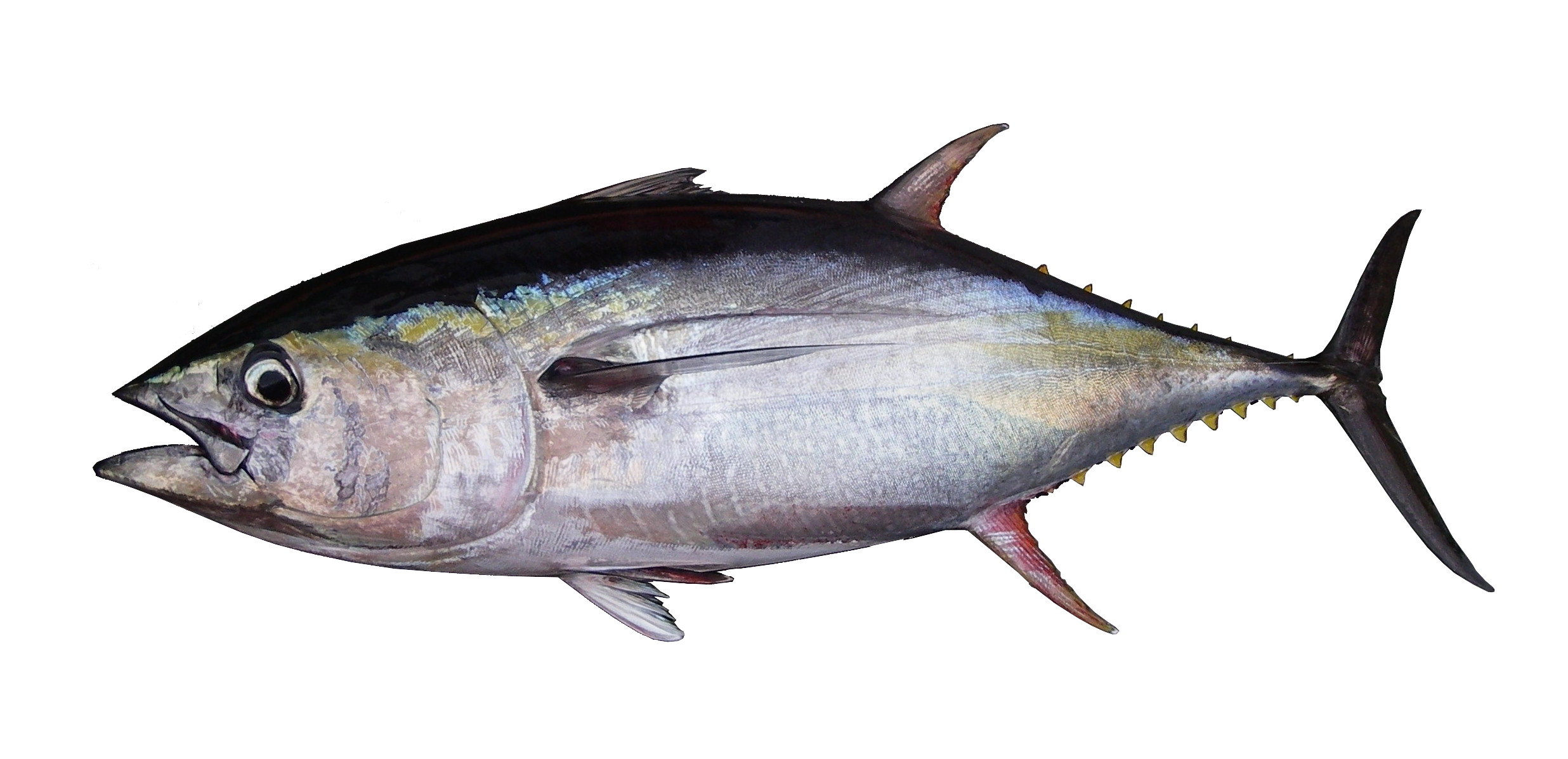 File:yellowfin Transp.png - Tuna, Transparent background PNG HD thumbnail