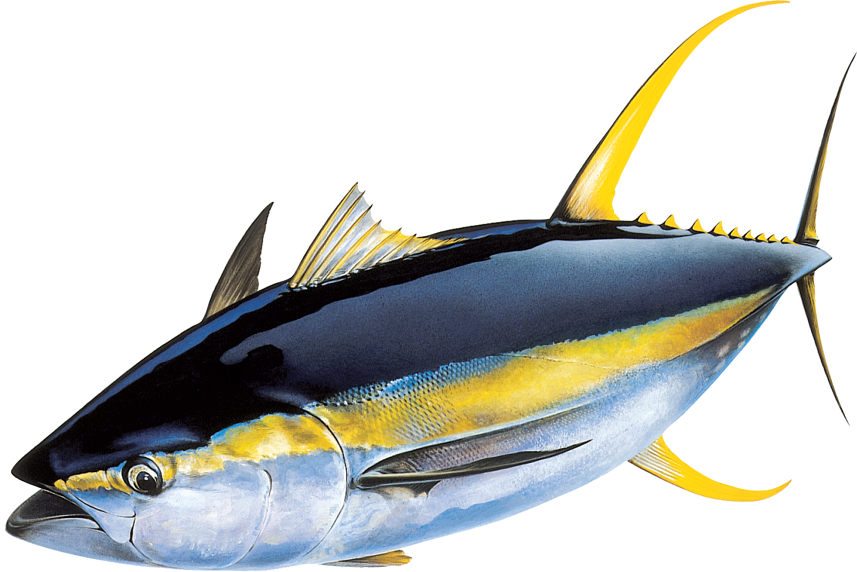 New Molecular Techniques Have Shown That The Population Dynamics Of Yellowfin Tuna In The Pacific Ocean Are Not As We Thought. Further Application Of These Hdpng.com  - Tuna, Transparent background PNG HD thumbnail