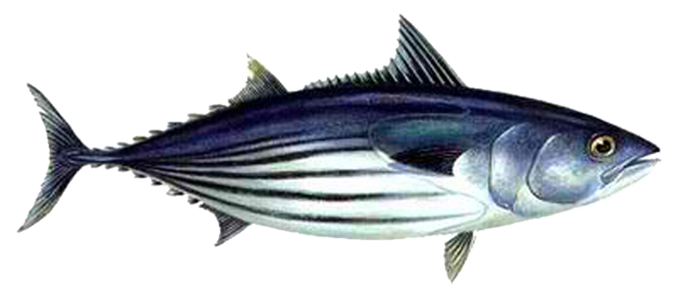 Skipjack Tuna (Aku) - Tuna, Transparent background PNG HD thumbnail