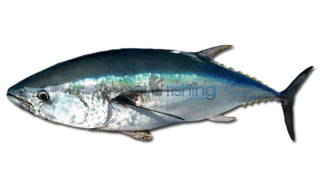 Southern Bluefin Tuna - Tuna, Transparent background PNG HD thumbnail