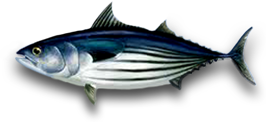 Stripped Tuna - Tuna, Transparent background PNG HD thumbnail