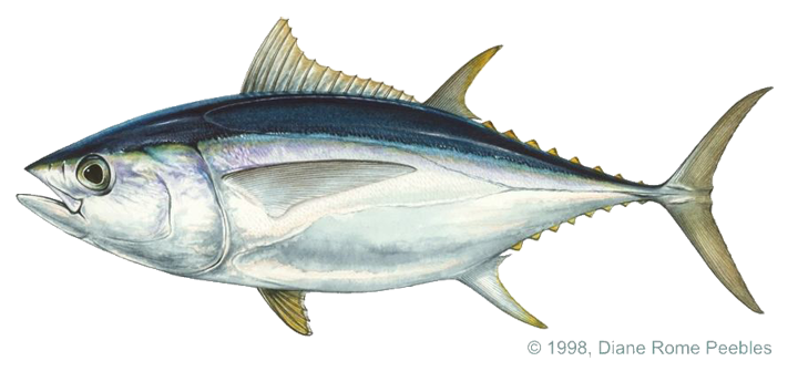 Tuna, Bigeye (Atlantic) - Tuna, Transparent background PNG HD thumbnail