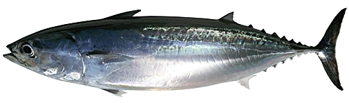 Tuna Fish - Tuna, Transparent background PNG HD thumbnail