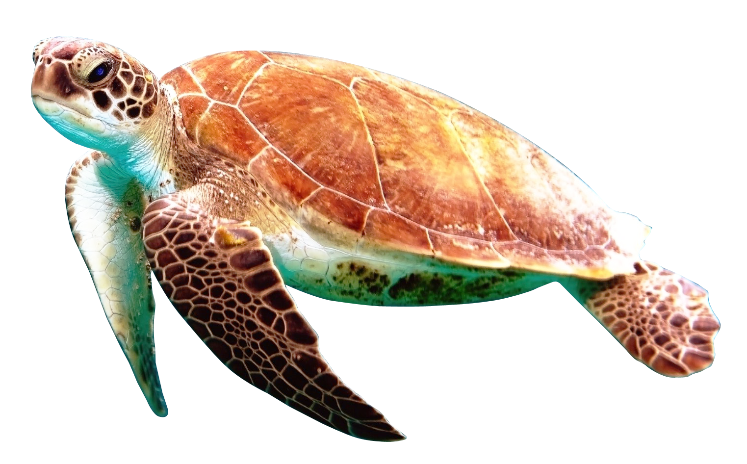 Box Turtle PNG File